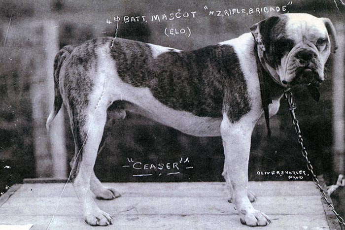 caesar-anzac-dog-WW1-487-700x467